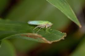 Attēlu rezultāti vaicājumam “Cicadellidae”