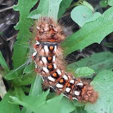 Attēlu rezultāti vaicājumam “Acronicta rumicis imago”