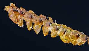 Attēlu rezultāti vaicājumam “Scapania apiculata”