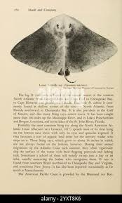 Image result for Gymnura micrura