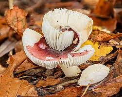 Attēlu rezultāti vaicājumam “Russulales”