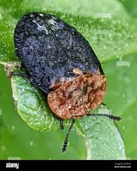 Attēlu rezultāti vaicājumam “Mesostigmata”
