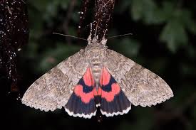 Attēlu rezultāti vaicājumam “Catocala nupta”