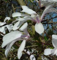 Attēlu rezultāti vaicājumam “Magnolia x loebneri flower”