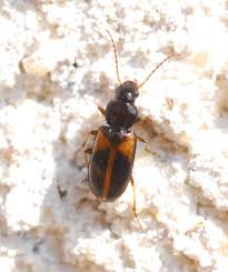 Attēlu rezultāti vaicājumam “Acupalpus flavicollis”