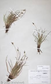 Attēlu rezultāti vaicājumam “Carex pilulifera”