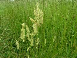 Attēlu rezultāti vaicājumam “Cynosurus cristatus fruit”