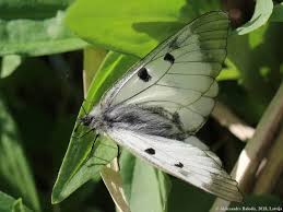 Attēlu rezultāti vaicājumam “Parnassius mnemosyne underside”