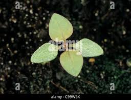 Attēlu rezultāti vaicājumam “Chenopodium polyspermum var. acutifolium”