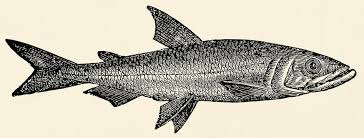 Image result for Osmerus eperlanus