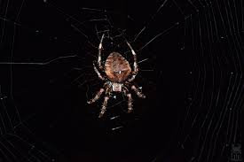 Attēlu rezultāti vaicājumam “Araneus angulatus”