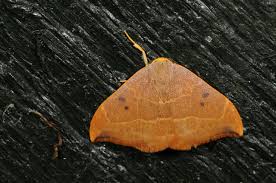 Attēlu rezultāti vaicājumam “Watsonalla binaria”