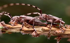 Attēlu rezultāti vaicājumam “Acanthocinus aedilis”