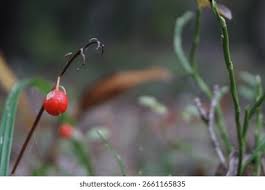 Attēlu rezultāti vaicājumam “Asparagus officinalis fruit”