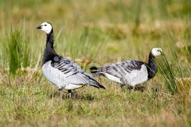 Attēlu rezultāti vaicājumam “Branta leucopsis”