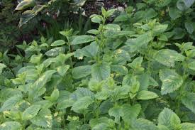 Image result for Melissa officinalis
