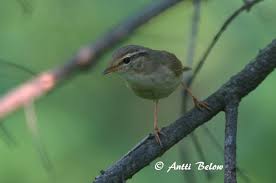 Image result for Phylloscopus schwarzi