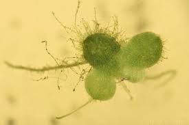 Attēlu rezultāti vaicājumam “Lemna minor”