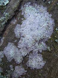 Attēlu rezultāti vaicājumam “Phlyctis agelaea”