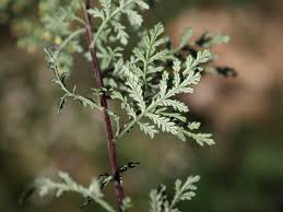 Image result for Artemisia gmelinii
