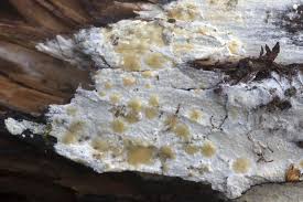 Attēlu rezultāti vaicājumam “Leucogyrophana sororia”