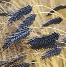 Attēlu rezultāti vaicājumam “Hordeum vulgare”