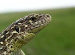 Attēlu rezultāti vaicājumam “Lacerta agilis”