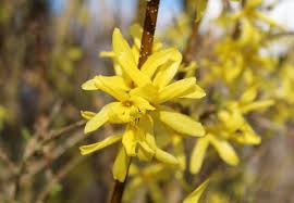 Attēlu rezultāti vaicājumam “Forsythia intermedia flower”