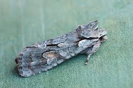 Attēlu rezultāti vaicājumam “Lithophane furcifera”