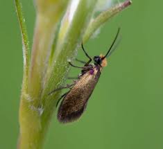 Attēlu rezultāti vaicājumam “Agonopterix hypericella imago”