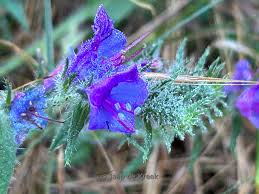 Attēlu rezultāti vaicājumam “Echium vulgare flower”