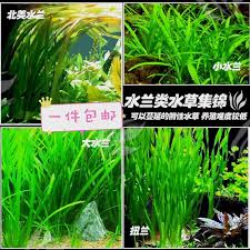 「扭蘭」的圖片搜尋結果