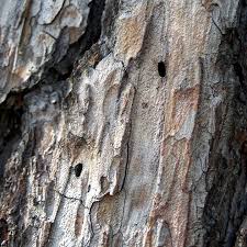 Attēlu rezultāti vaicājumam “Nothorhina punctata”