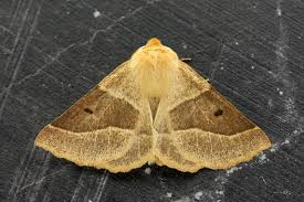 Attēlu rezultāti vaicājumam “Crocallis elinguaria imago”