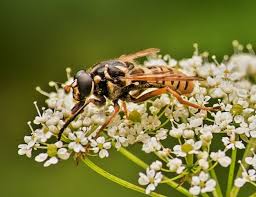 Attēlu rezultāti vaicājumam “Temnostoma vespiforme”