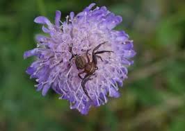 Attēlu rezultāti vaicājumam “Xysticus bifasciatus”