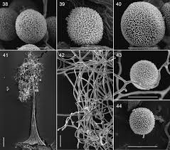 Attēlu rezultāti vaicājumam “Didymium difforme sessile”