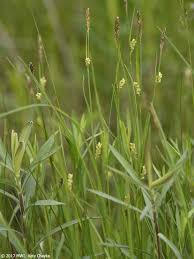 Attēlu rezultāti vaicājumam “Carex panicea fruit”