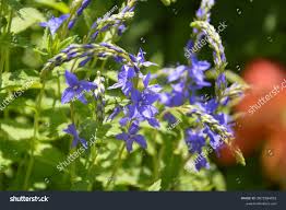 Image result for Veronica teucrium