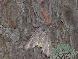 Attēlu rezultāti vaicājumam “Lithomoia solidaginis”