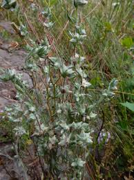 Attēlu rezultāti vaicājumam “Filago arvensis”