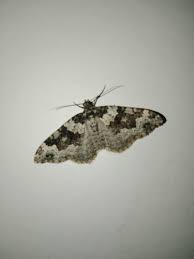 Attēlu rezultāti vaicājumam “Xanthorhoe fluctuata”