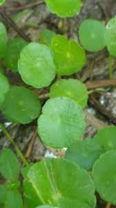 「香菇草」的圖片搜尋結果