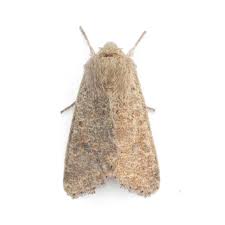 Attēlu rezultāti vaicājumam “Orthosia cruda”