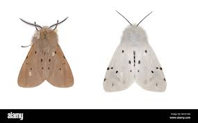 Attēlu rezultāti vaicājumam “Diaphora mendica”