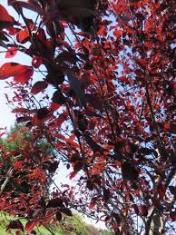 Attēlu rezultāti vaicājumam “Prunus (bird-cherry tree)”