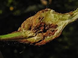 Attēlu rezultāti vaicājumam “Lasioptera rubi”