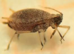 Attēlu rezultāti vaicājumam “Aphis jacobaeae”