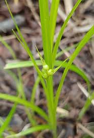 Attēlu rezultāti vaicājumam “Carex globularis flower”