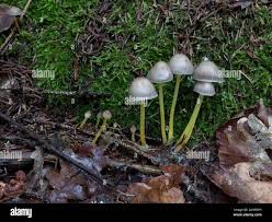 Attēlu rezultāti vaicājumam “Mycena viscosa”